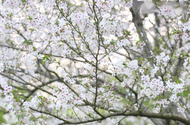 又是一年樱花季:南昌凤凰沟樱花花海一日游