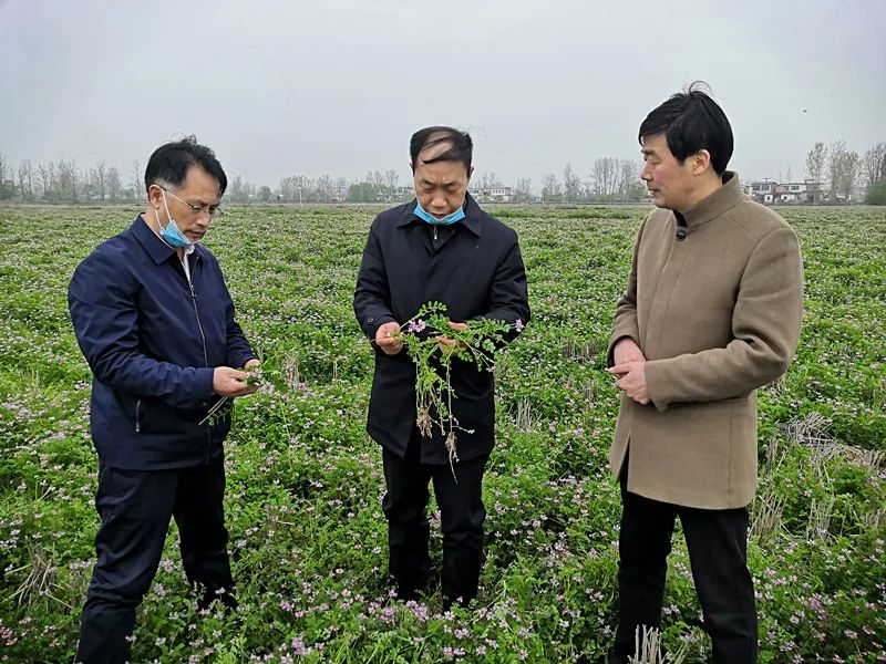 国家绿肥产业技术体系岗位科学家刘春增到罗山县调研