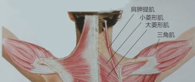 让人烦恼"后背肩胛痛,与这里劳损有很大关系!_肌肉