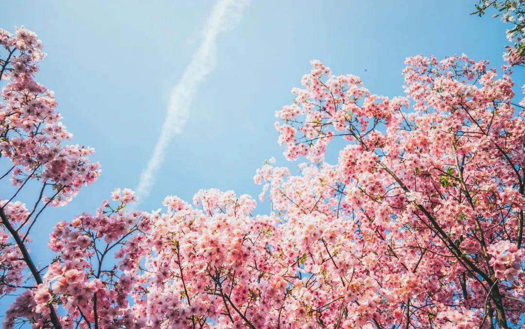 空城武汉|樱花独自绽放,孤芳自赏