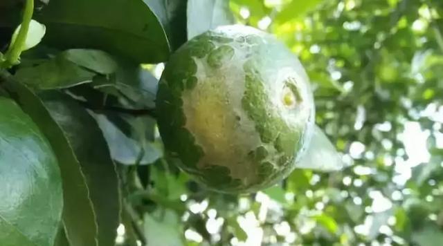 原创柑橘花皮果多,破坏颜值也影响品质,果农如何才能预防?