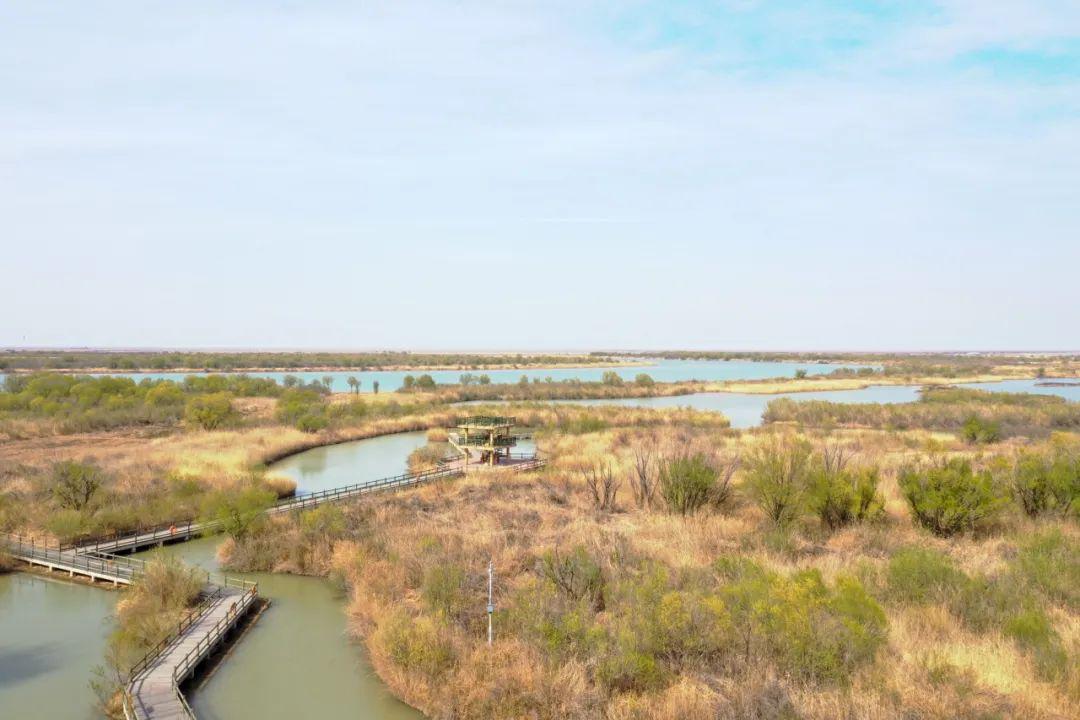 花开正当时黄河口生态旅游区与您一起相约春季美景