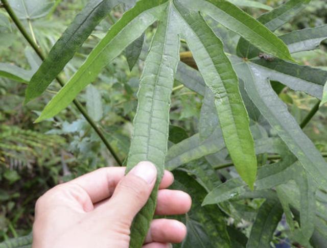 1种珍贵的野草叶片像手掌人称五指毛桃奇特