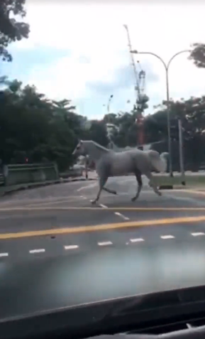 新加坡一白马从俱乐部跑出 公路上自由奔跑