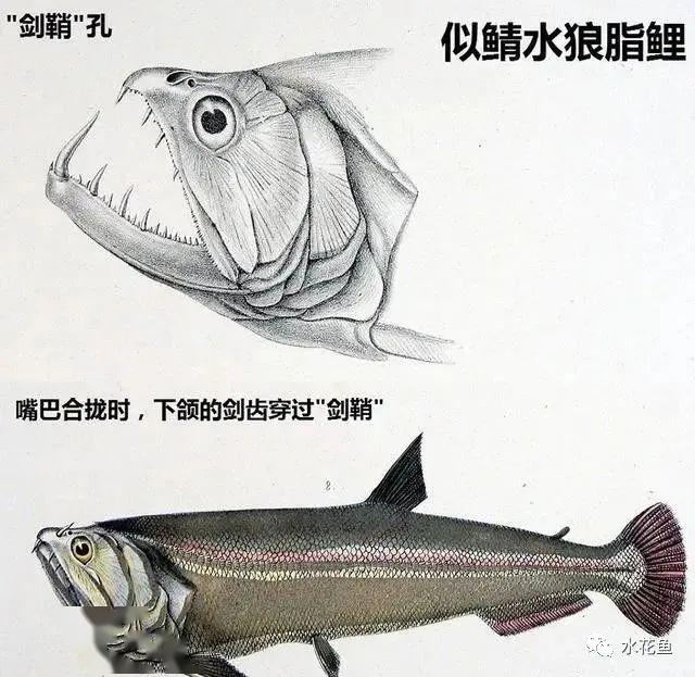 水狼脂鲤的长牙能把其他鱼类钉穿,但不具备撕扯能力,因此其猎食对象