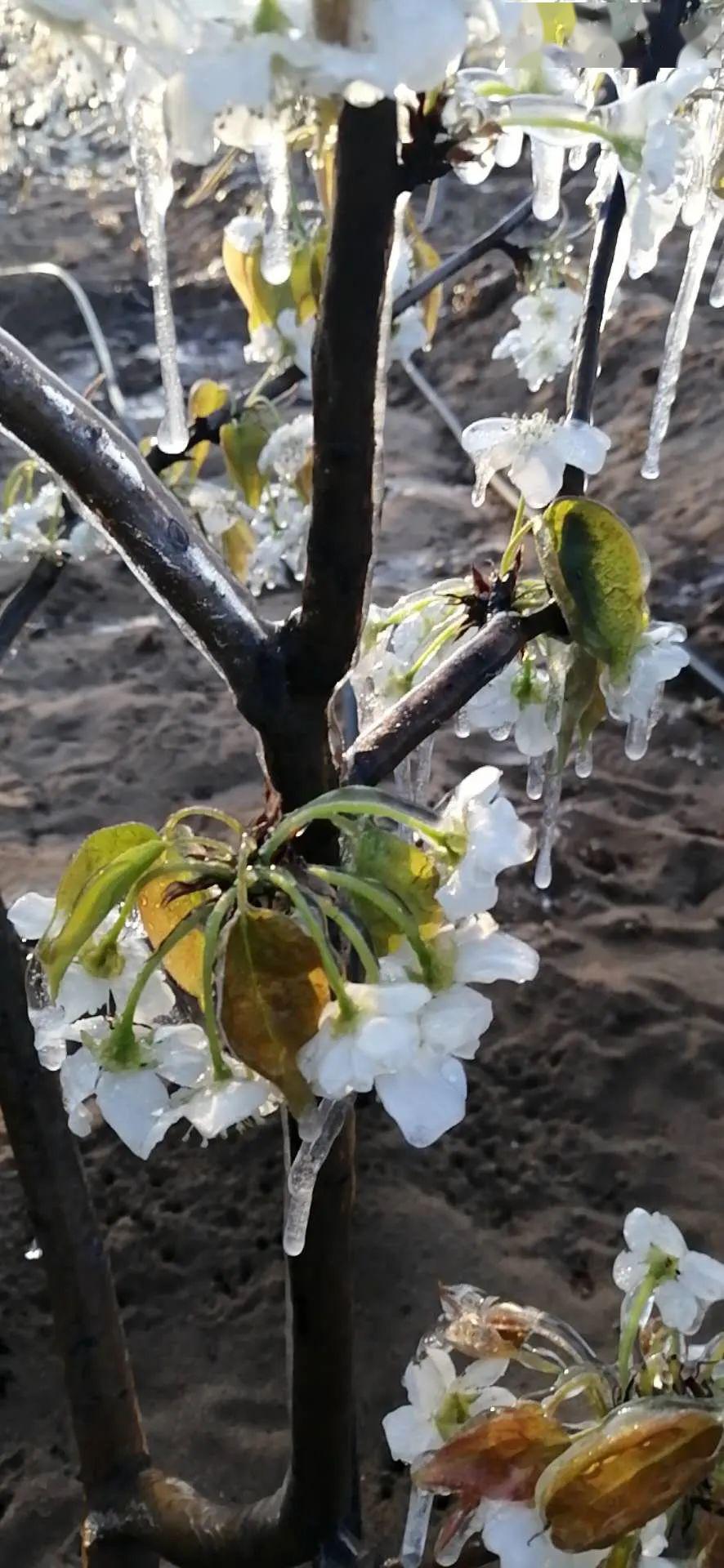 莱州,莱阳偏重,樱桃,梨,桃 苹果4月4日晚到4月5日早晨突发霜冻