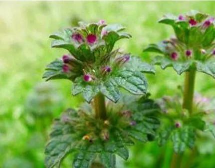 农村里常见的野生植物,称为"接骨草",才知道价值珍贵能治肝炎