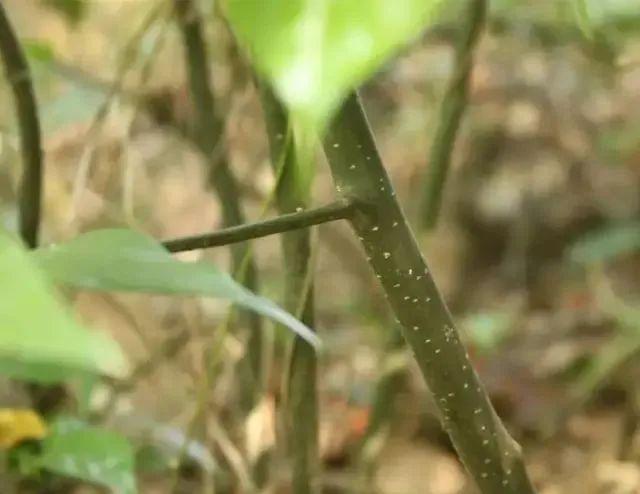 石龙人拜山有挖到这种木根某儿时拜山的寻宝对象