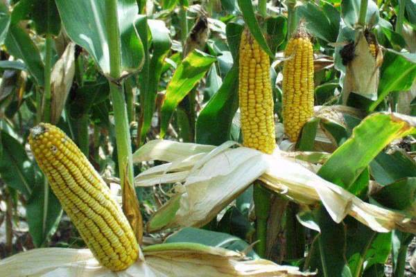 什么时间开始种春玉米 07fc34cfb58f467f90dd2756ad4c7ffd.jpeg