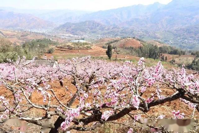 昆明出发1小时,款庄这个秘境桃花源,千亩桃花正值花期_富民县