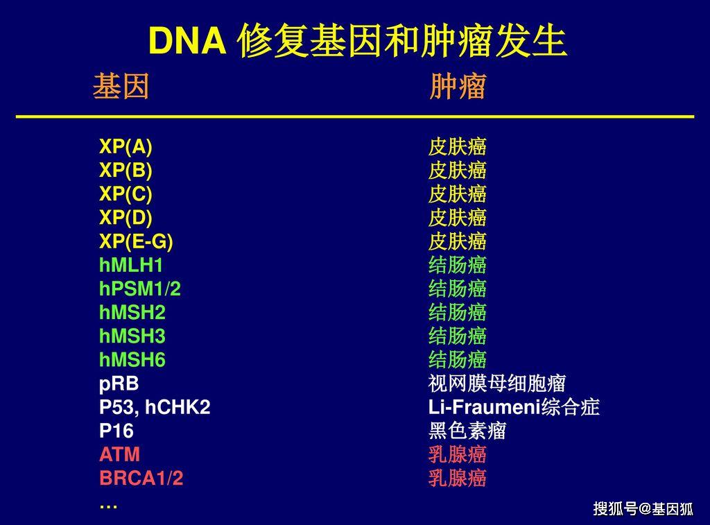 dna损伤与修复机制 dna damage and repair 细胞
