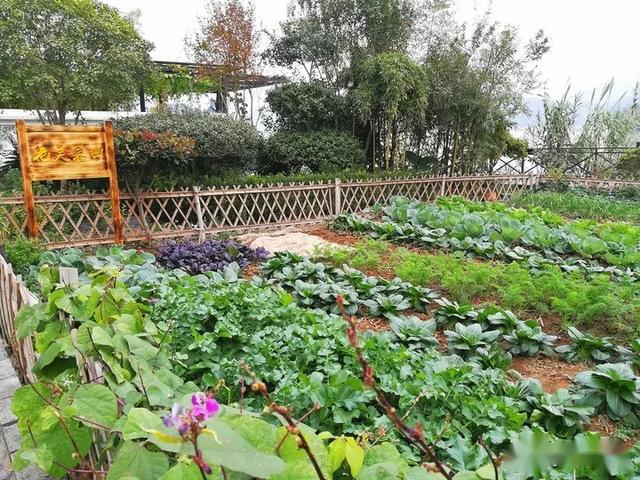 老师们在学校的空地上种菜,围绕这一小块菜园的故事还