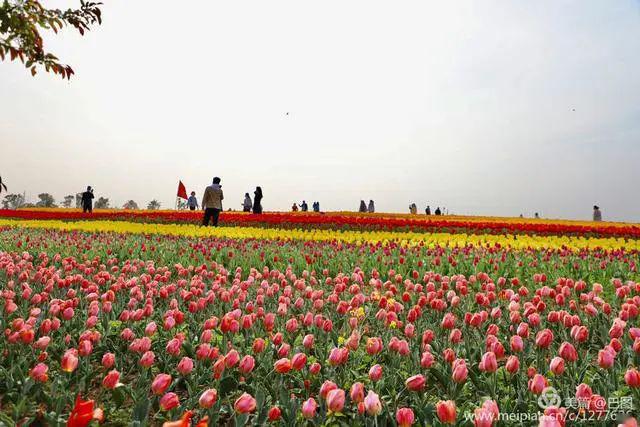 洛阳春天,这里千万株郁金香开成花海,芝樱花开漫山遍野