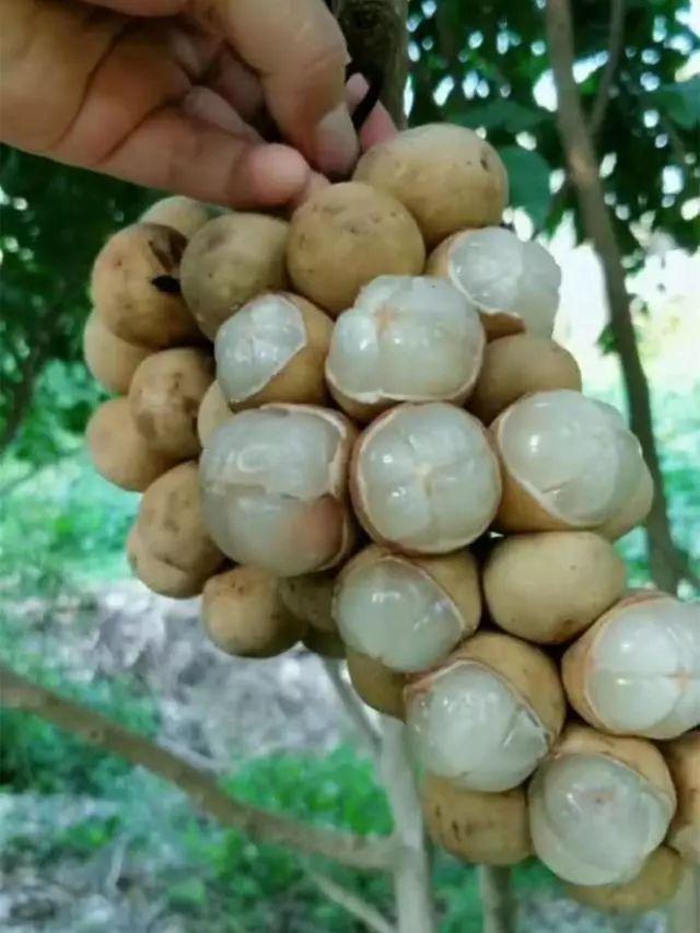 史上最全的30种热带奇特水果好多人都没见过