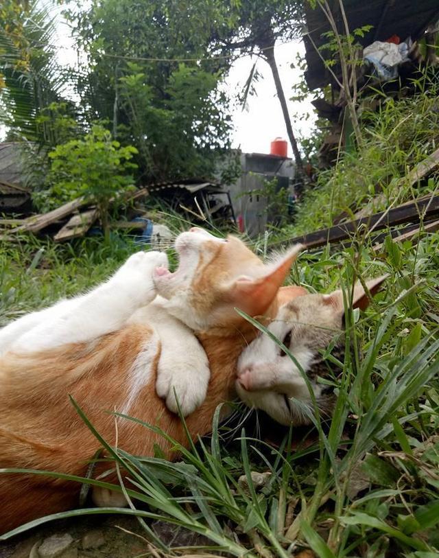 两只猫一直好好的突然打架 19372af90a924f6f8c913f1e4a0f8bc4.jpeg