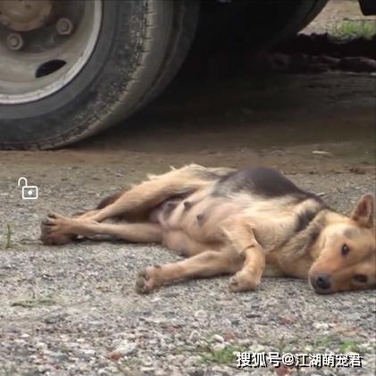 『狗狗』自己却晕倒在路边，让人泪目受伤母狗把食物留给孩子