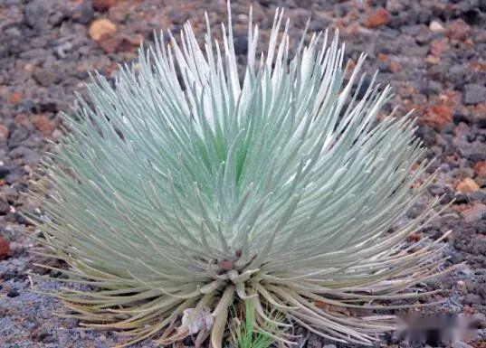 大自然最奇特的花之一,在难见生物的火山口旁,抵抗着高温绽放!_银箭