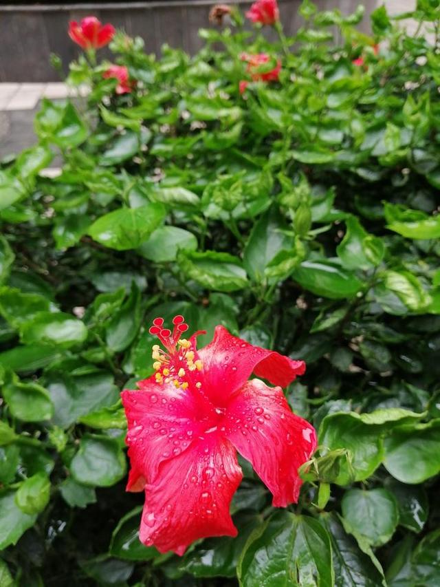 槿艳繁花满树红开在路边的南宁市花朱瑾花一样赏心悦目