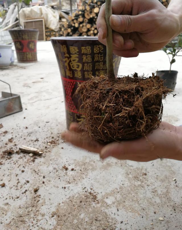 茶花用什么肥料好呢 1cec89a020ec40ea9346a6c463441d9b.jpeg