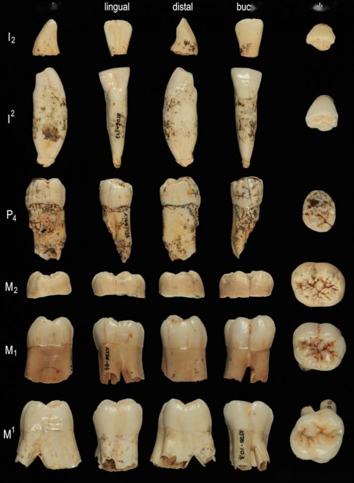 古代牙齿蛋白质揭示神秘人类物种跟我们的亲戚关系