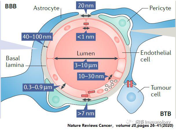 完整神经血管单元特点大脑血管有12平方米的内皮细胞用于运输周细胞