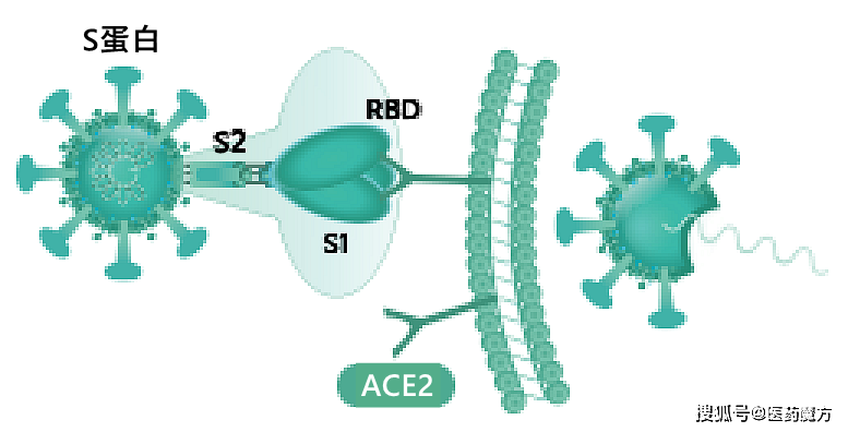 cell发表预防covid19新方法用重组ace2蛋白中和病毒