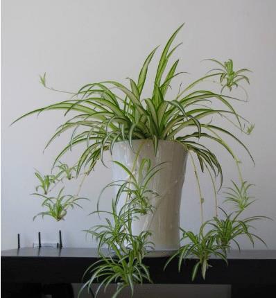 龟背竹怎么养护才能长得茂盛 377f6614774e46ebbab70f46b03afd74.jpeg