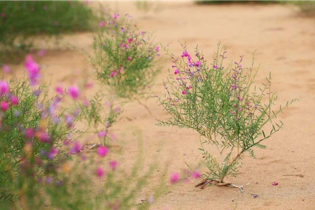 来自阿拉善沙漠的 你的花棒树 主人,待四月春暖,我