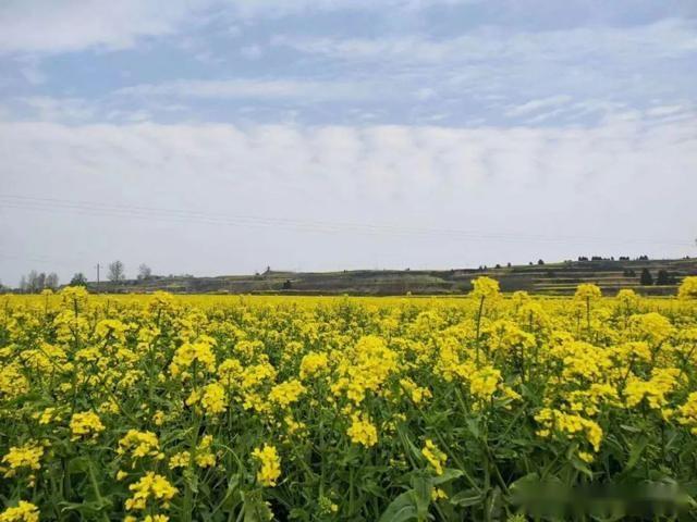 清明小长假,武功县武功古城的油菜花海刷爆朋友圈.