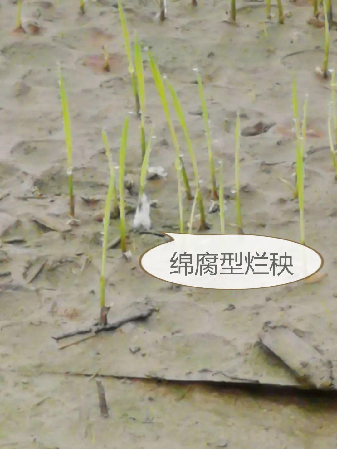 超实用!预防水稻烂秧,可以这样做