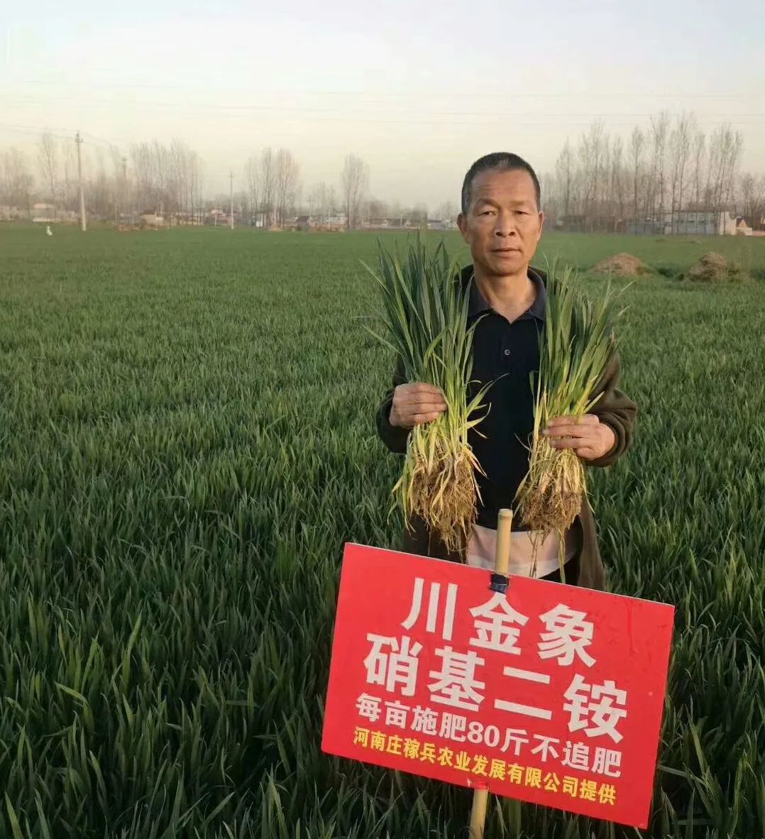 【不同凡象】川金象硝基二铵小麦效果显著!