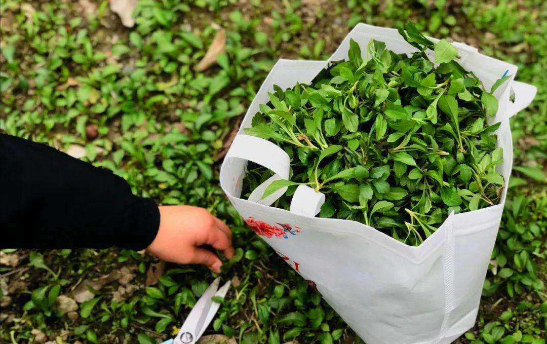 春携绿意来,觅春觅野菜_马兰头