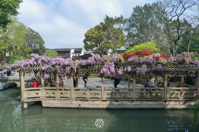 组图丨四月苏州百花齐放:紫藤挂云木,花满姑苏春