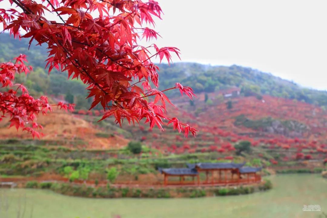 据了解,雁荡山红叶园生态休闲旅游项目