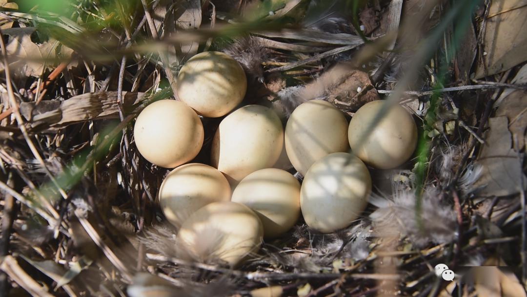 有视频鼎城惊现国家一级保护动物正在孵蛋