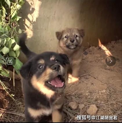 『狗狗』自己却晕倒在路边，让人泪目受伤母狗把食物留给孩子