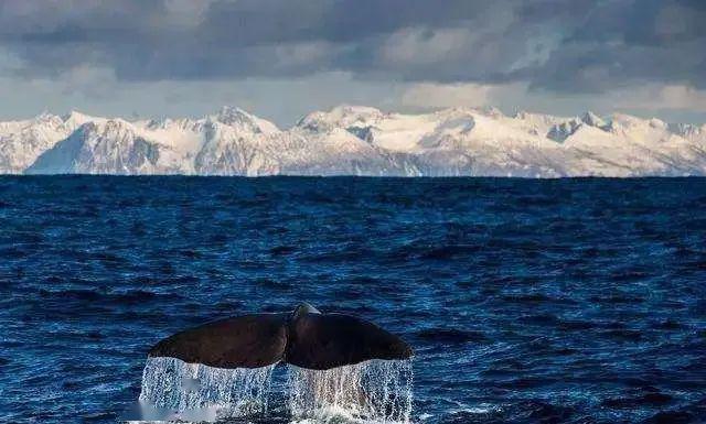 鲸落万物生曲谱_一鲸落万物生图片