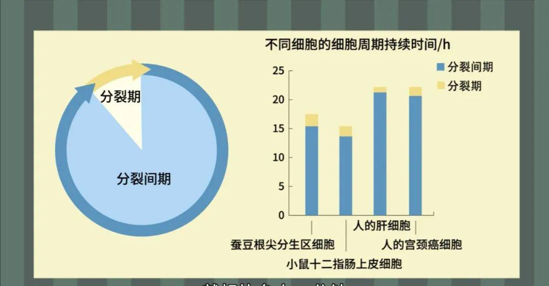 生物大师高中细胞的增殖感知未来