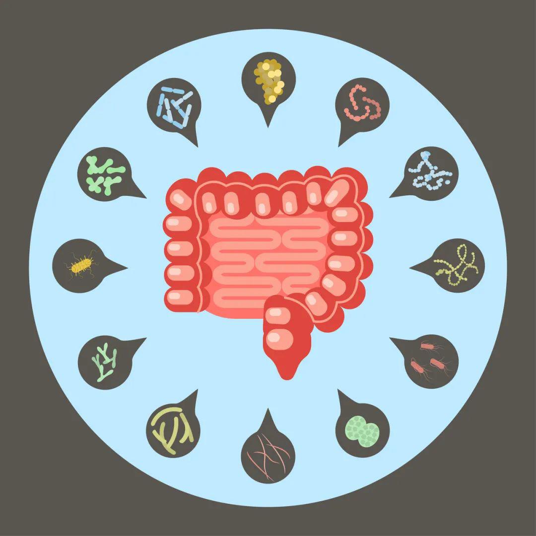 大肠,被肠道内的双歧杆菌利用,促进双歧杆菌繁殖,从而调节肠道菌群