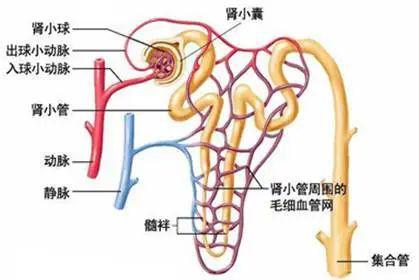 由皮质走向髓质锥体乳头孔的小管,沿途有许多肾单位的远曲小管与它