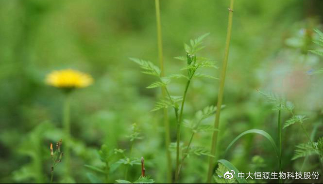 婆婆丁功效与作用图片 84d2e6e0e0b74e0db851fa9e763508ce.jpeg