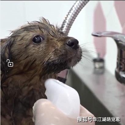 『狗狗』自己却晕倒在路边，让人泪目受伤母狗把食物留给孩子