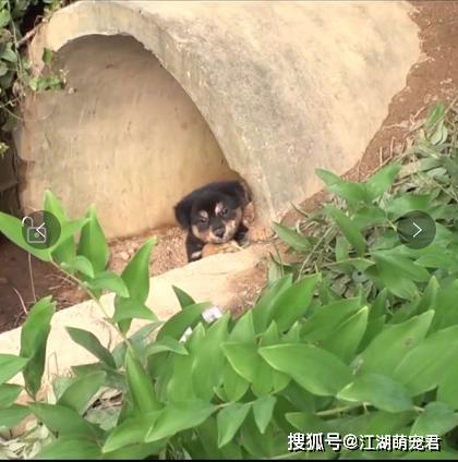 『狗狗』自己却晕倒在路边，让人泪目受伤母狗把食物留给孩子