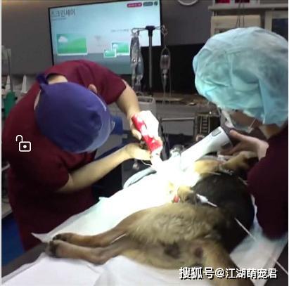 『狗狗』自己却晕倒在路边，让人泪目受伤母狗把食物留给孩子