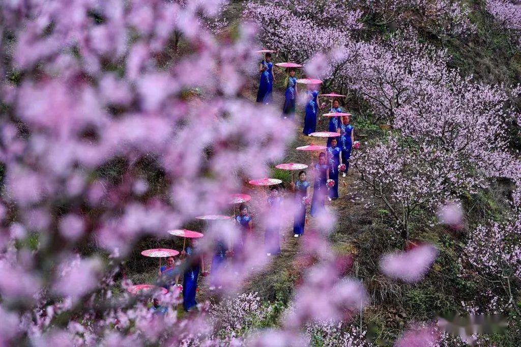 山峦间,小鸟鸣唱,桃花朵朵,踏步在桃园里,春风送香,一花一叶尽显美景