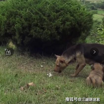 『狗狗』自己却晕倒在路边，让人泪目受伤母狗把食物留给孩子