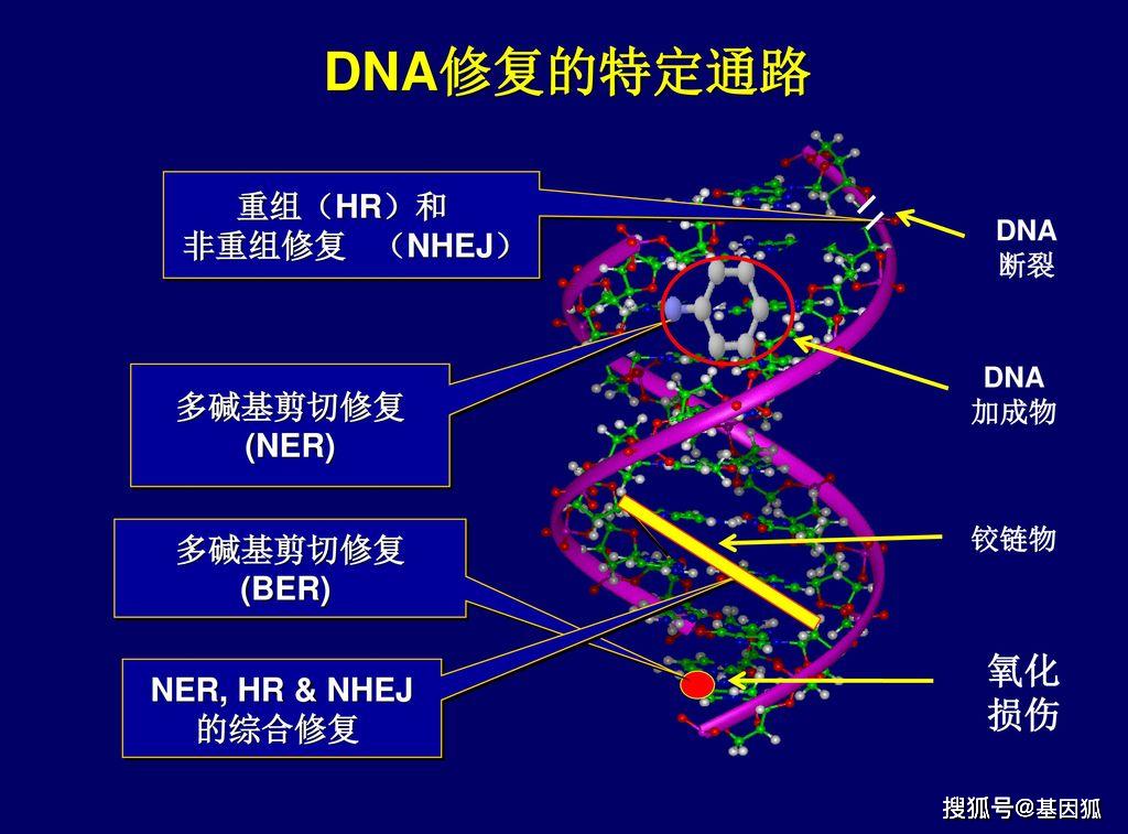 dna损伤与修复机制 | dna damage and repair