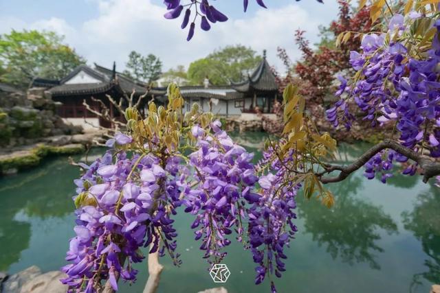 组图丨四月苏州百花齐放:紫藤挂云木,花满姑苏春