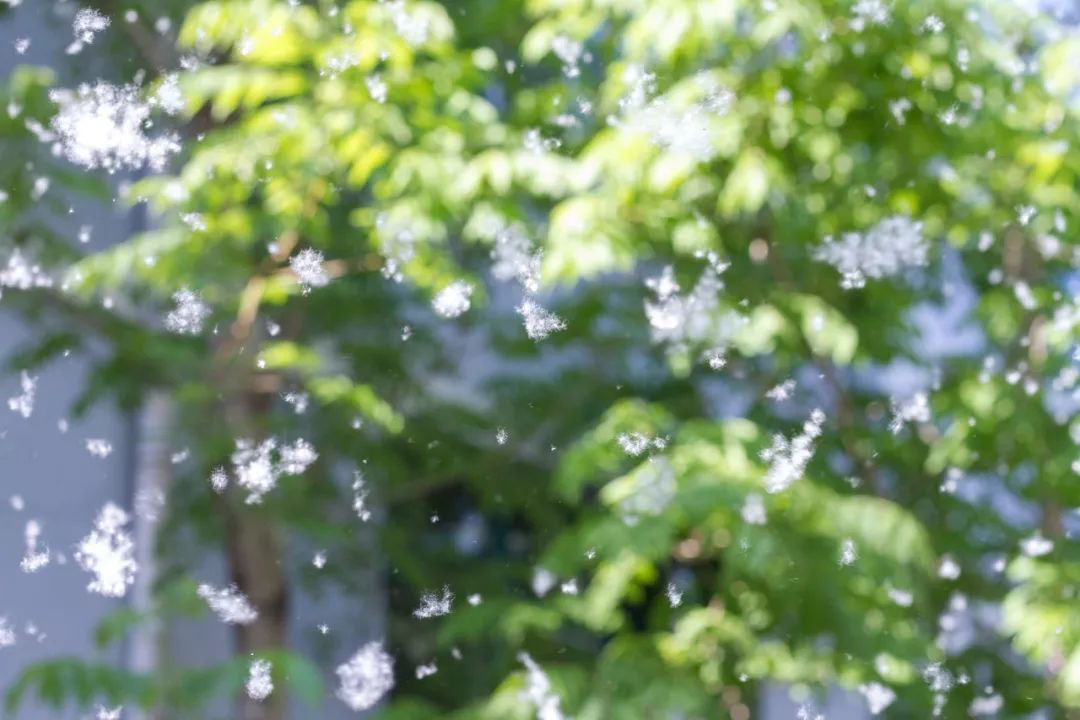 天津马上又要到满城柳絮纷飞的季节了.