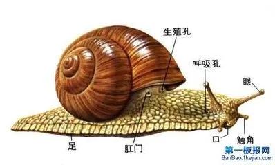 现国内养殖的白玉蜗牛,盖罩大蜗牛,散大蜗牛,亮大蜗牛,褐云玛瑙蜗牛